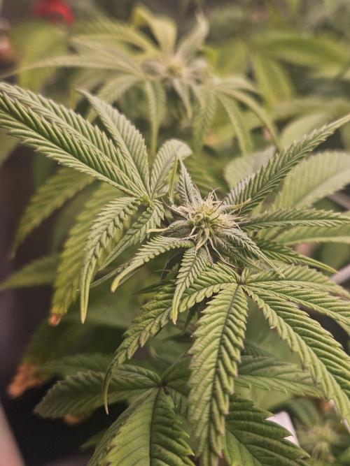 Gas Gimlet #1 & #2 - Wizard Trees. Week 10