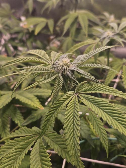 Gas Gimlet #1 & #2 - Wizard Trees. Week 10