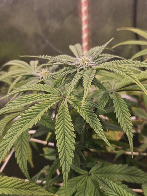 Gas Gimlet #1 & #2 - Wizard Trees. Week 10