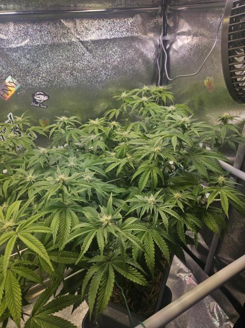 Gas Gimlet #1 & #2 - Wizard Trees. Week 10