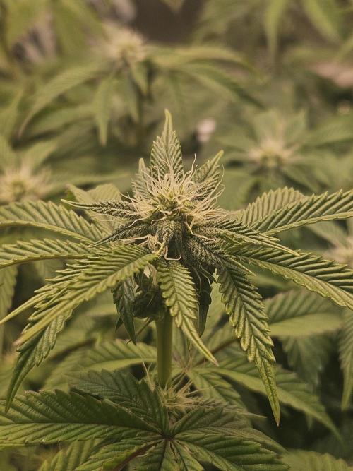 Gas Gimlet #1 & #2 - Wizard Trees. Week 10