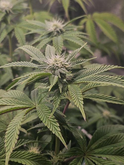 Gas Gimlet #1 & #2 - Wizard Trees. Week 10