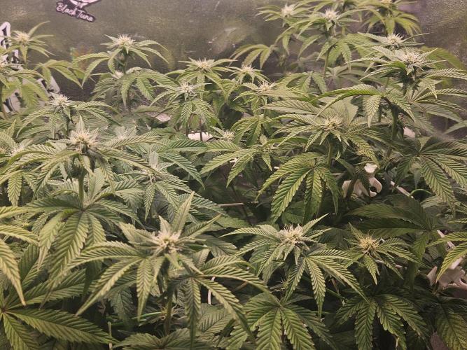 Gas Gimlet #1 & #2 - Wizard Trees. Week 10