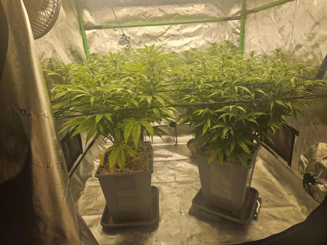 Sugar Cane #2 - In House Genetics. Week 10