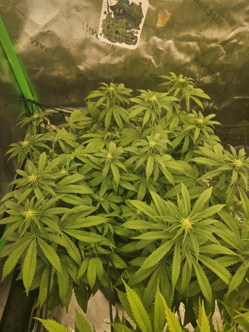 Sugar Cane #2 - In House Genetics. Week 10