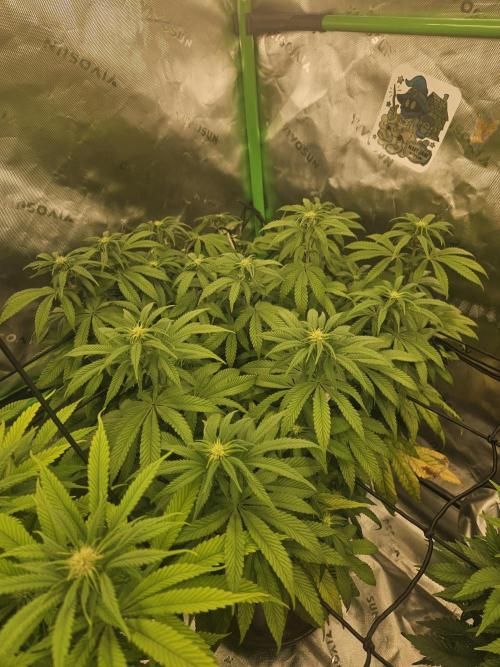 Sugar Cane #2 - In House Genetics. Week 10