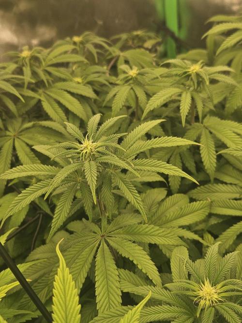 Sugar Cane #2 - In House Genetics. Week 10