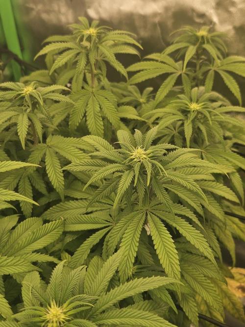 Sugar Cane #2 - In House Genetics. Week 10