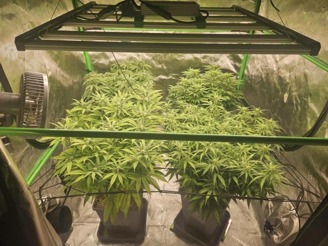 Sugar Cane #2 - In House Genetics. Week 10