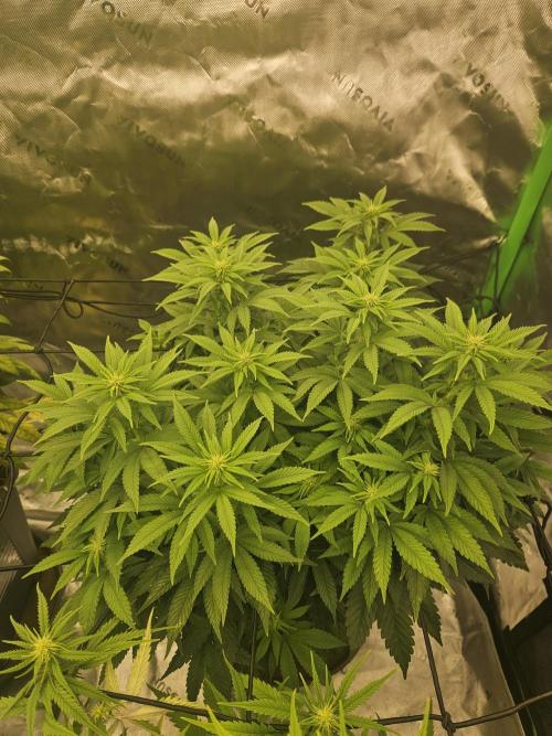 Candy Clouds - Nordkraut. Week 11