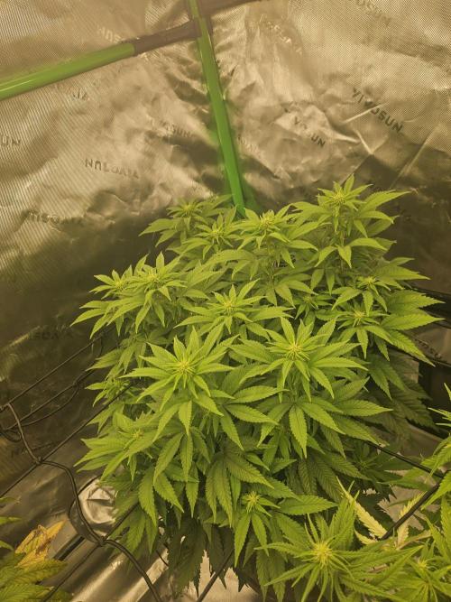 Candy Clouds - Nordkraut. Week 11