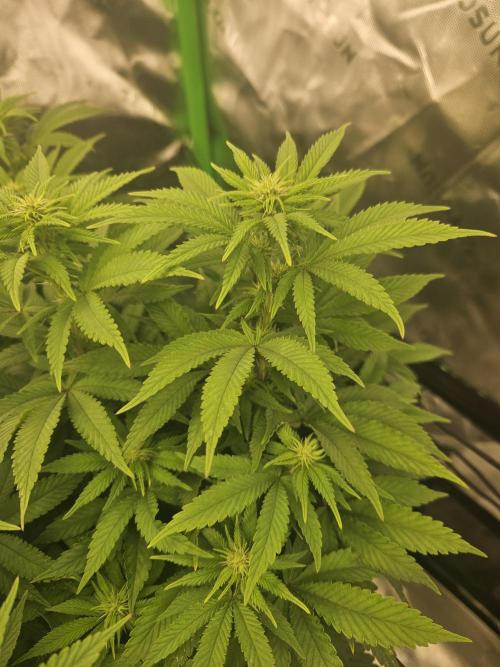 Candy Clouds - Nordkraut. Week 11