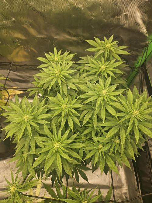 Candy Clouds - Nordkraut. Week 11