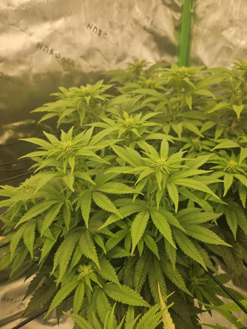 Candy Clouds - Nordkraut. Week 11