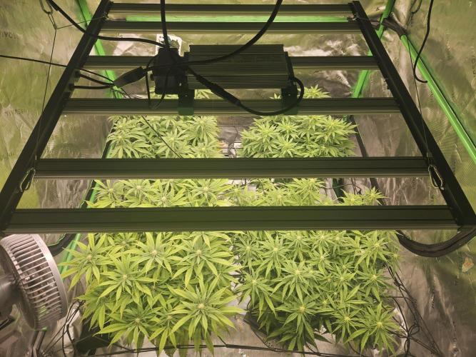 Midnight Lemonade - HNNY HMP. Week 10