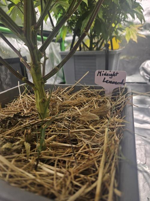 Midnight Lemonade - HNNY HMP. Week 10