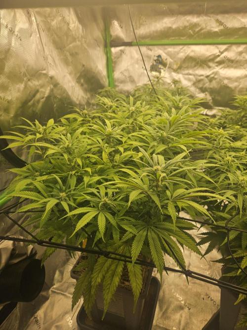 Midnight Lemonade - HNNY HMP. Week 10