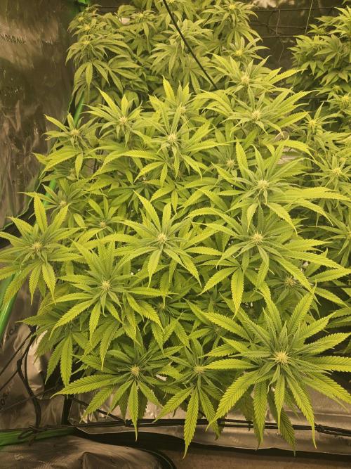 Midnight Lemonade - HNNY HMP. Week 10