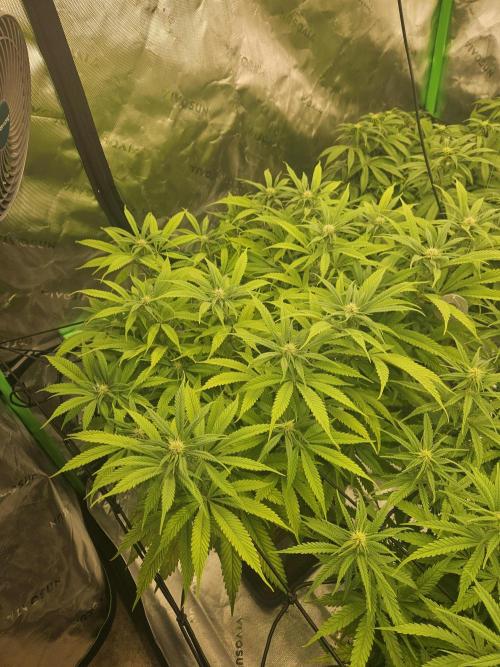 Midnight Lemonade - HNNY HMP. Week 10