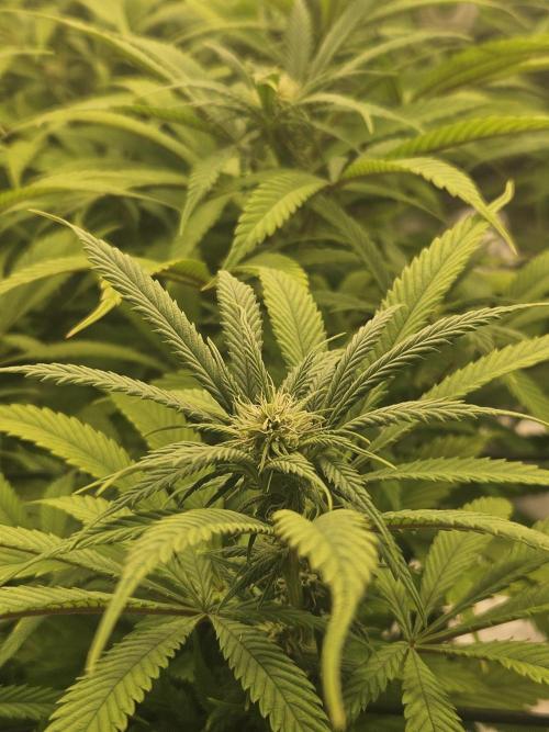 Midnight Lemonade - HNNY HMP. Week 10