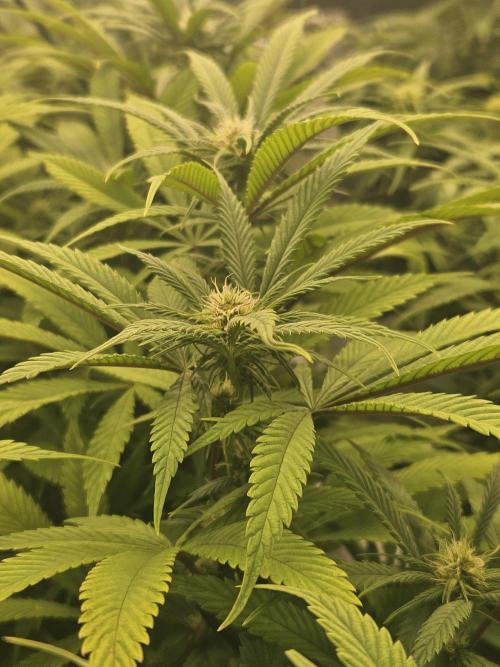 Midnight Lemonade - HNNY HMP. Week 10