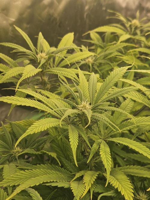 Midnight Lemonade - HNNY HMP. Week 10