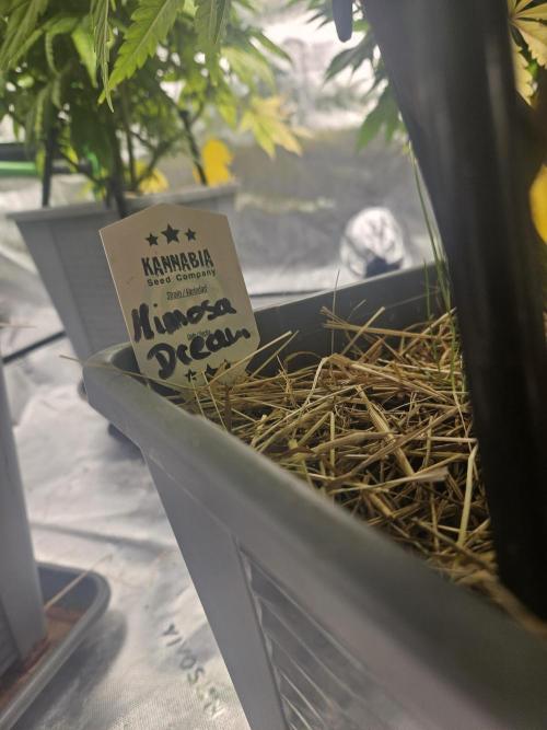 Mimosa Dream - Kannabia. Week 10