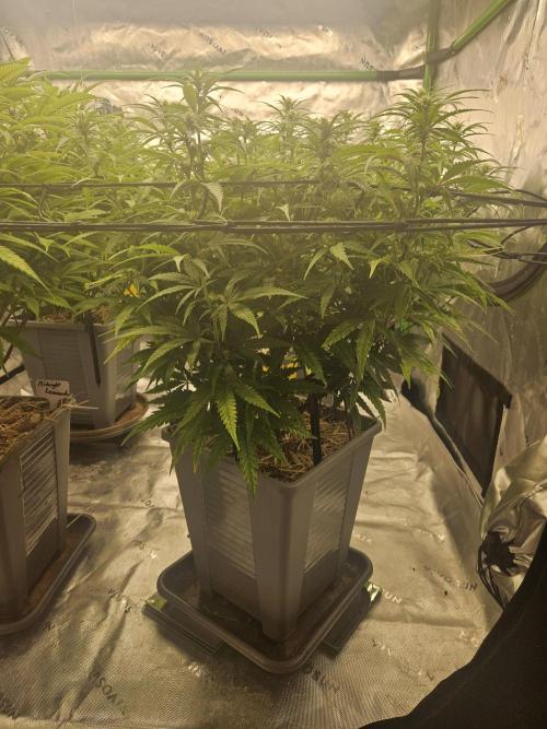 Mimosa Dream - Kannabia. Week 10