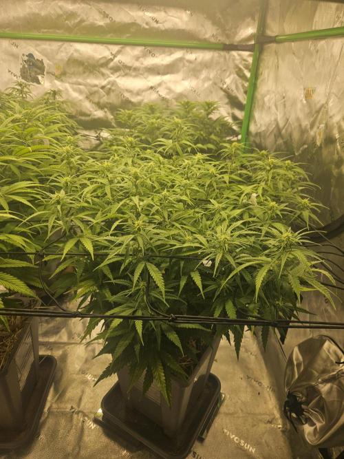 Mimosa Dream - Kannabia. Week 10