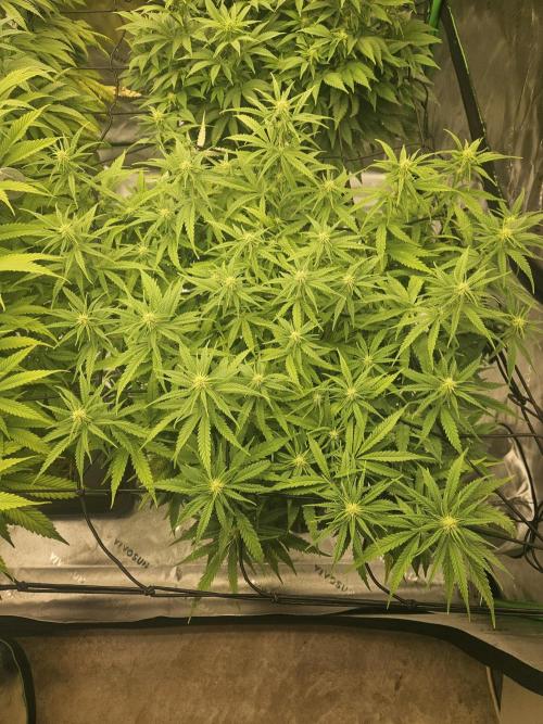 Mimosa Dream - Kannabia. Week 10