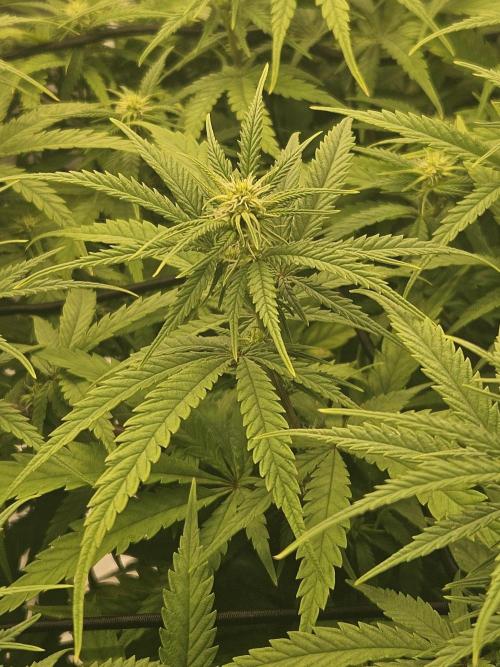 Mimosa Dream - Kannabia. Week 10