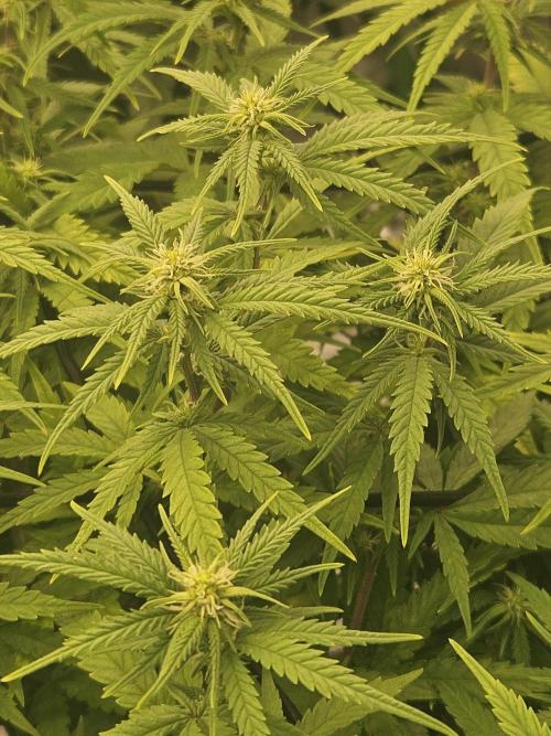 Mimosa Dream - Kannabia. Week 10