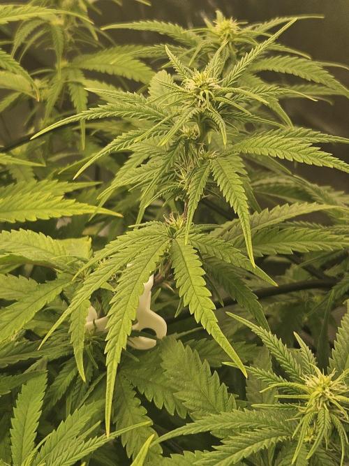 Mimosa Dream - Kannabia. Week 10