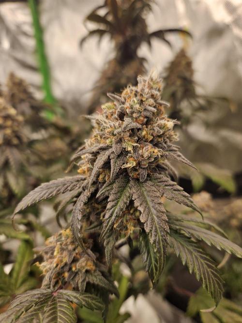 Marshmallow OG Duet. Week 17