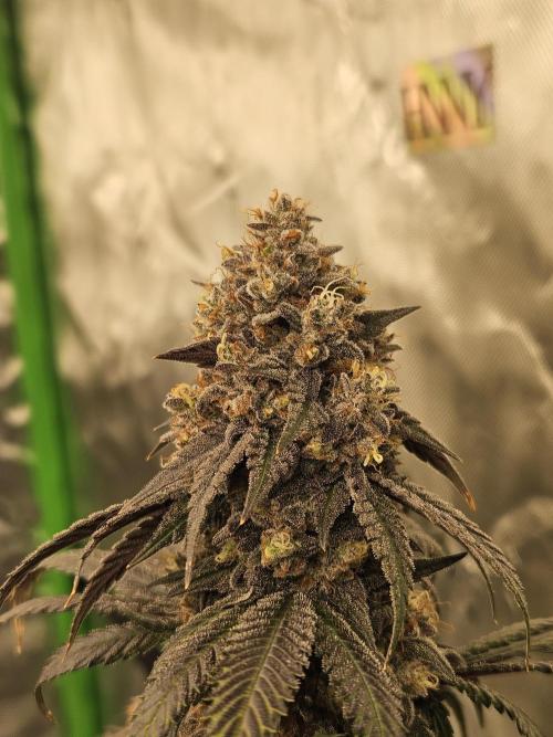 Marshmallow OG Duet. Week 17