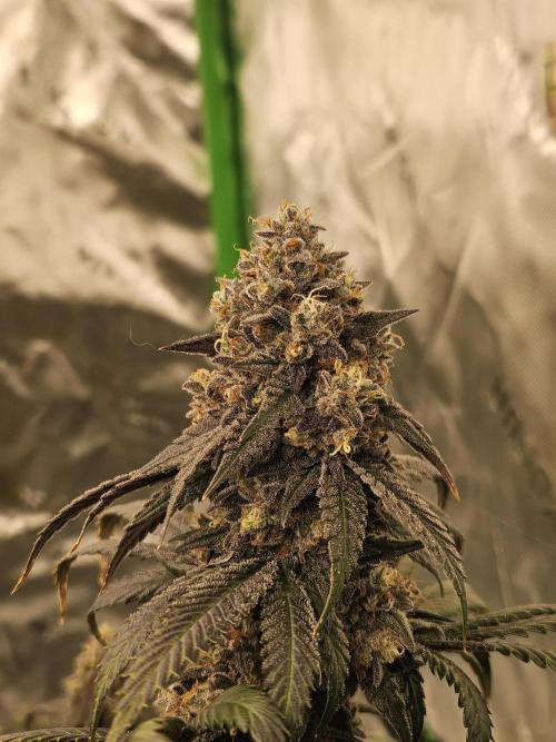 Marshmallow OG Duet. Week 17