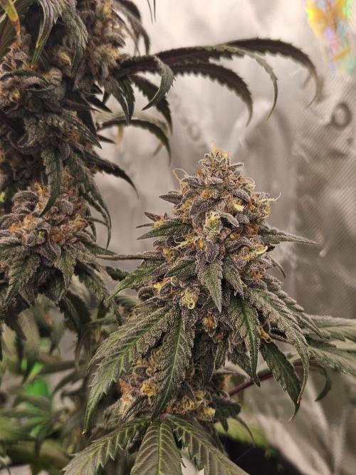 Marshmallow OG Duet. Week 17