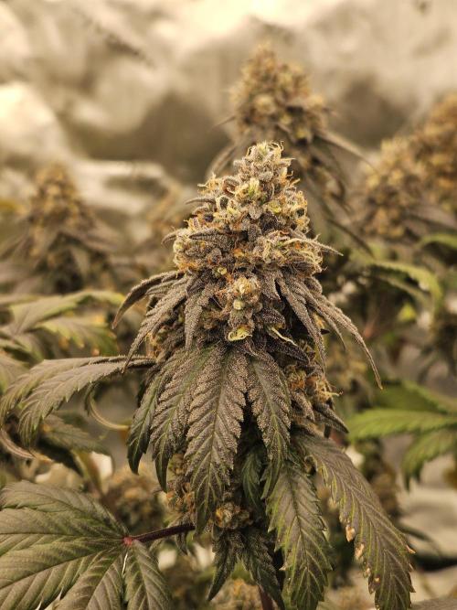 Marshmallow OG Duet. Week 17