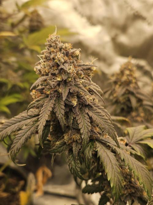 Marshmallow OG Duet. Week 17