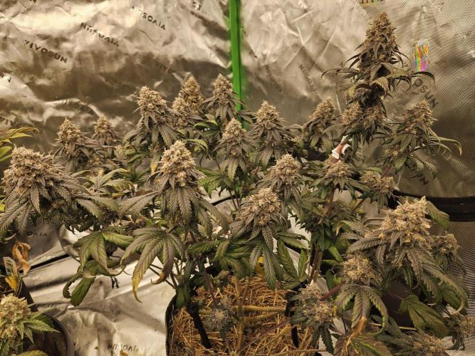 Marshmallow OG Duet. Week 17