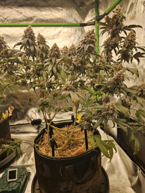 Marshmallow OG Duet. Week 17