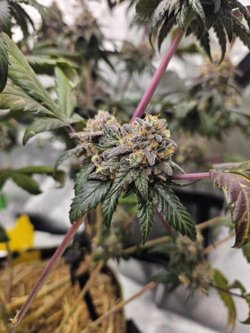 Marshmallow OG Duet. Week 17