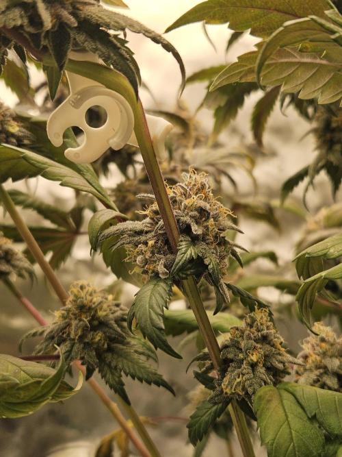 Marshmallow OG Duet. Week 17