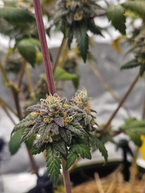 Marshmallow OG Duet. Week 17