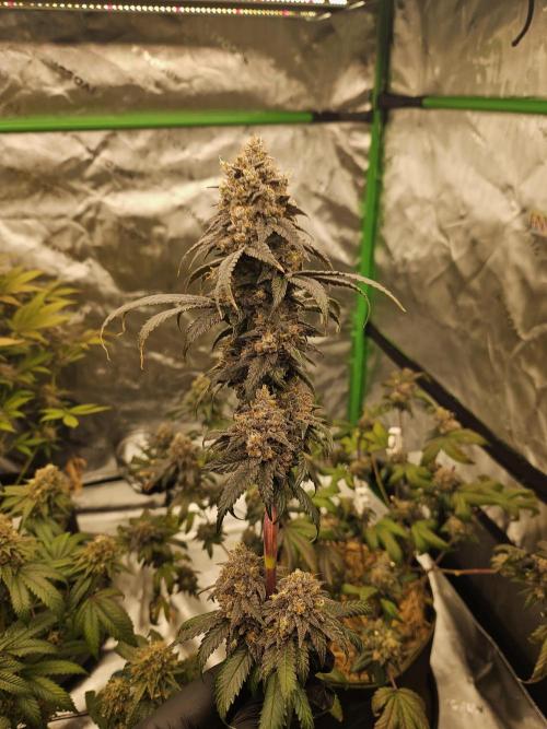 Marshmallow OG Duet. Week 17