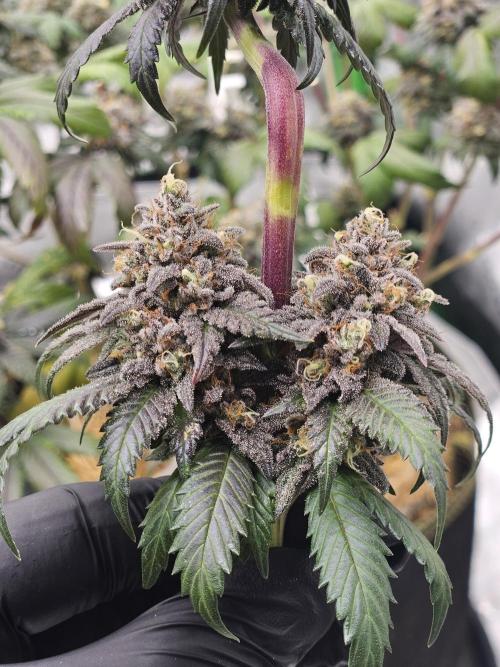 Marshmallow OG Duet. Week 17