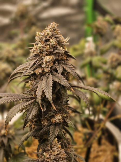 Marshmallow OG Duet. Week 17