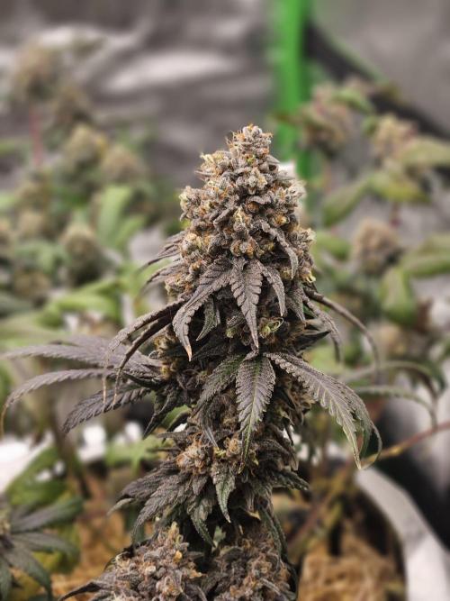 Marshmallow OG Duet. Week 17