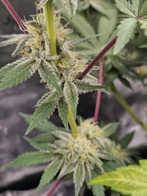 Celery Mutation - Lemon Orange. Week 16