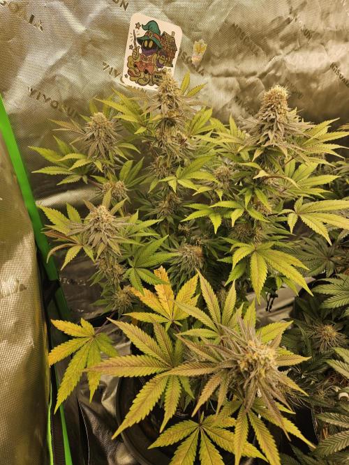 Celery Mutation - Lemon Orange. Week 16